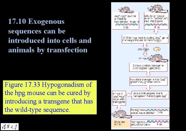17. 10 Exogenous sequences can be introduced into cells and animals by transfection Figure