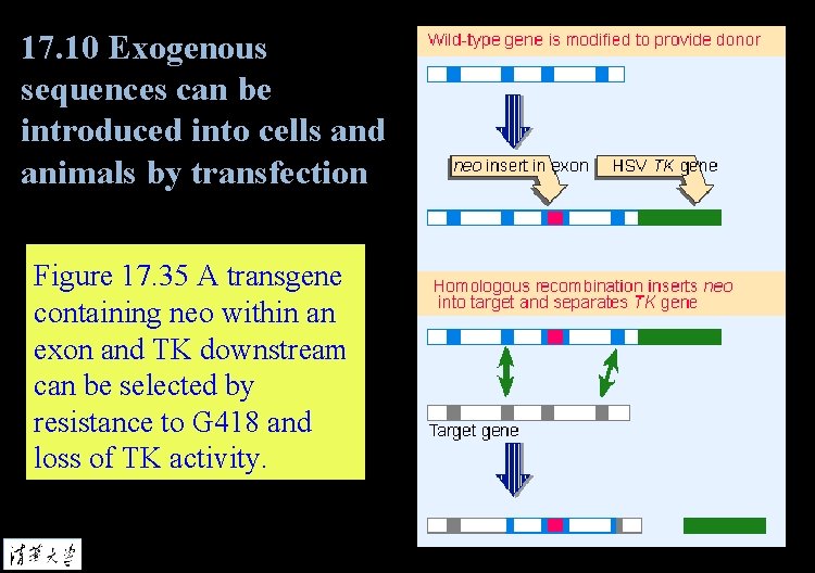 17. 10 Exogenous sequences can be introduced into cells and animals by transfection Figure