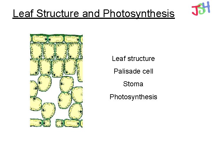 Leaf Structure and Photosynthesis Leaf structure Palisade cell Stoma Photosynthesis 