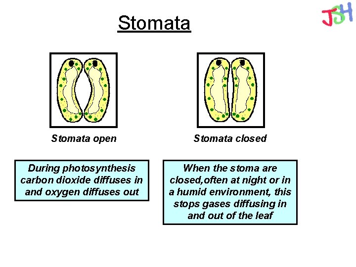 Stomata open Stomata closed During photosynthesis carbon dioxide diffuses in and oxygen diffuses out