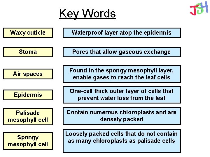 Key Words Waxy cuticle Waterproof layer atop the epidermis Stoma Pores that allow gaseous