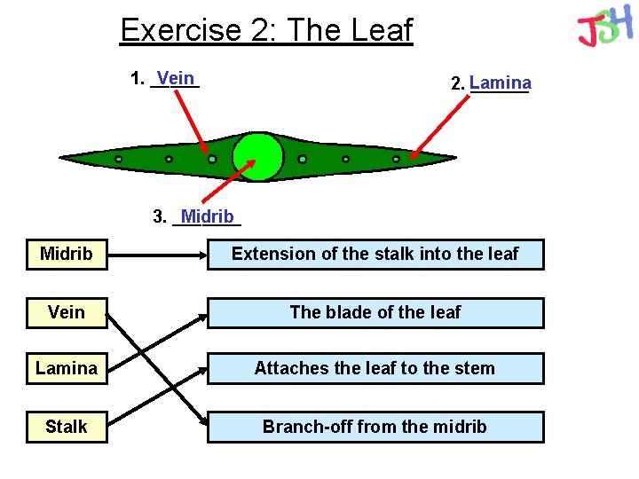 Exercise 2: The Leaf 1. _____ Vein 2. Lamina ______ 3. _______ Midrib Extension