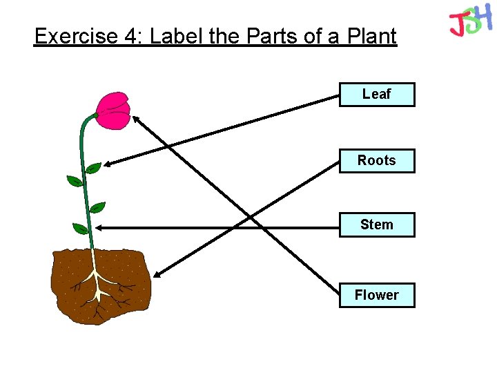 Exercise 4: Label the Parts of a Plant Leaf Roots Stem Flower 