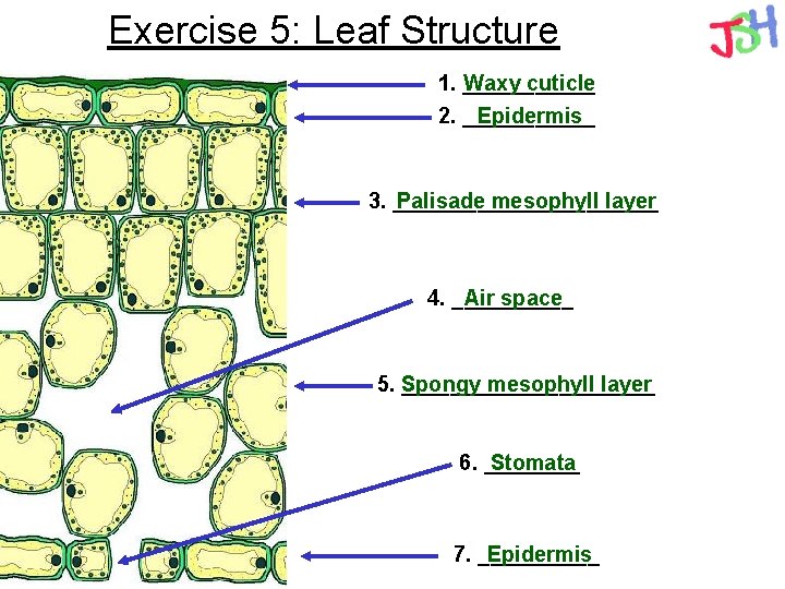 Exercise 5: Leaf Structure 1. ______ Waxy cuticle 2. ______ Epidermis 3. ___________ Palisade