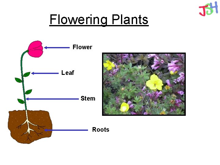 Flowering Plants Flower Leaf Stem Roots 