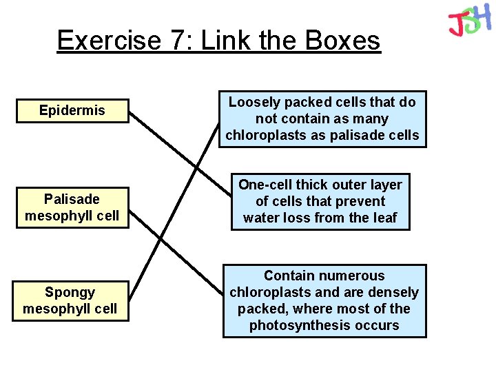 Exercise 7: Link the Boxes Epidermis Loosely packed cells that do not contain as