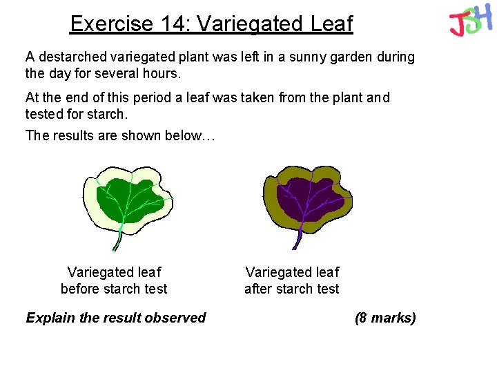 Exercise 14: Variegated Leaf A destarched variegated plant was left in a sunny garden