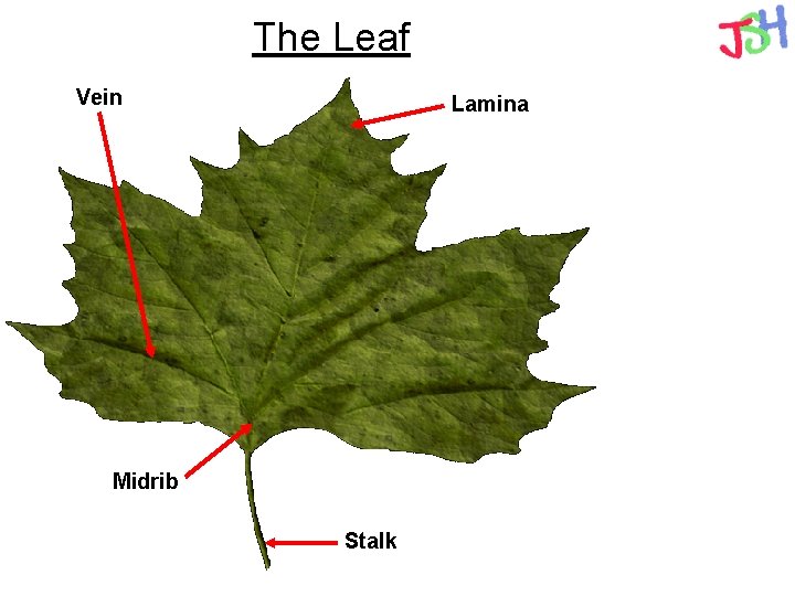 The Leaf Vein Lamina Midrib Stalk 