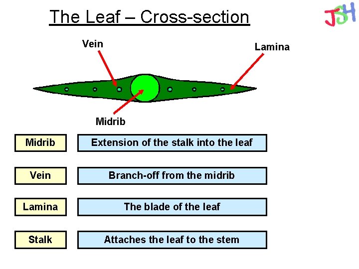 The Leaf – Cross-section Vein Lamina Midrib Extension of the stalk into the leaf