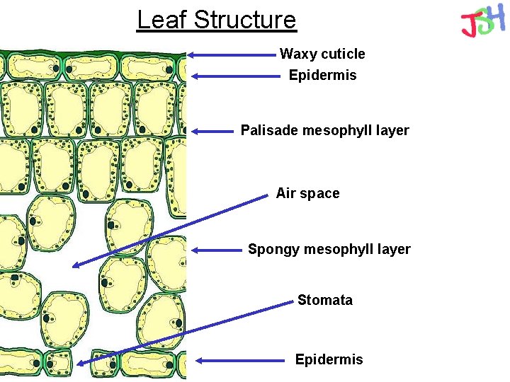 Leaf Structure Waxy cuticle Epidermis Palisade mesophyll layer Air space Spongy mesophyll layer Stomata