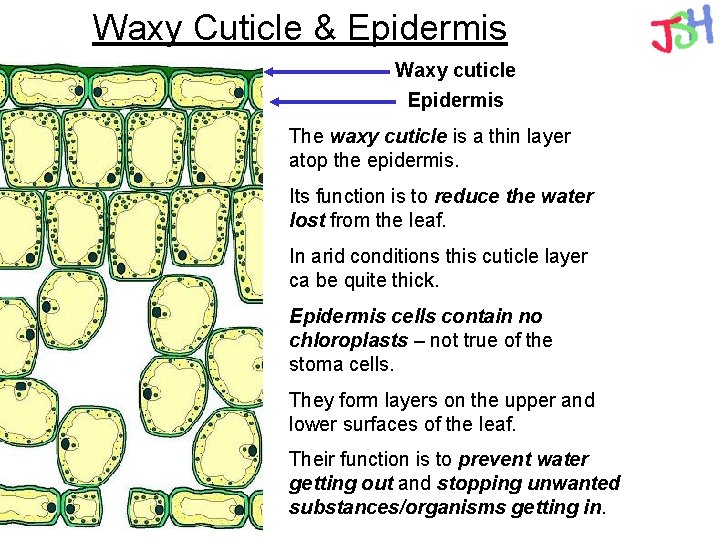 Waxy Cuticle & Epidermis Waxy cuticle Epidermis The waxy cuticle is a thin layer