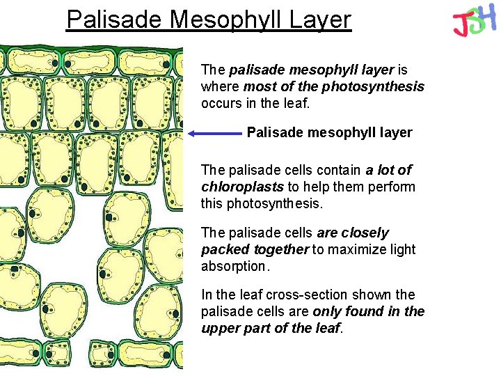 Palisade Mesophyll Layer The palisade mesophyll layer is where most of the photosynthesis occurs