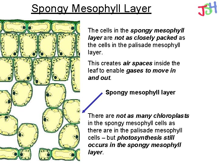 Spongy Mesophyll Layer The cells in the spongy mesophyll layer are not as closely