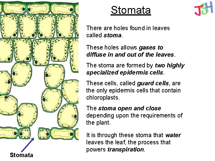 Stomata There are holes found in leaves called stoma. These holes allows gases to