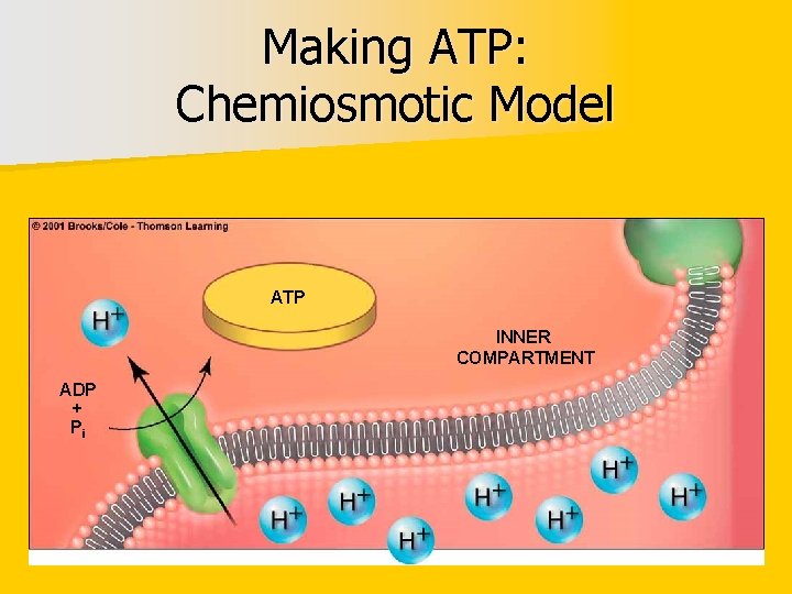 Making ATP: Chemiosmotic Model ATP INNER COMPARTMENT ADP + Pi 