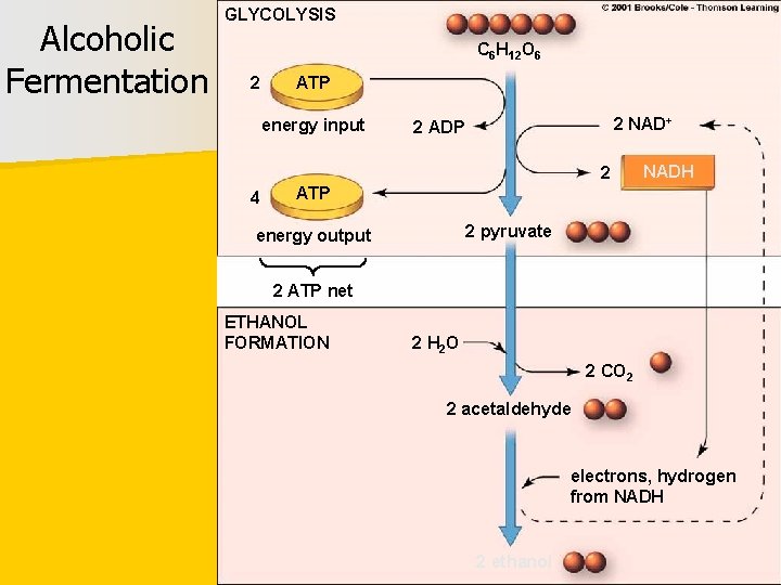 Alcoholic Fermentation GLYCOLYSIS C 6 H 12 O 6 2 ATP energy input 2
