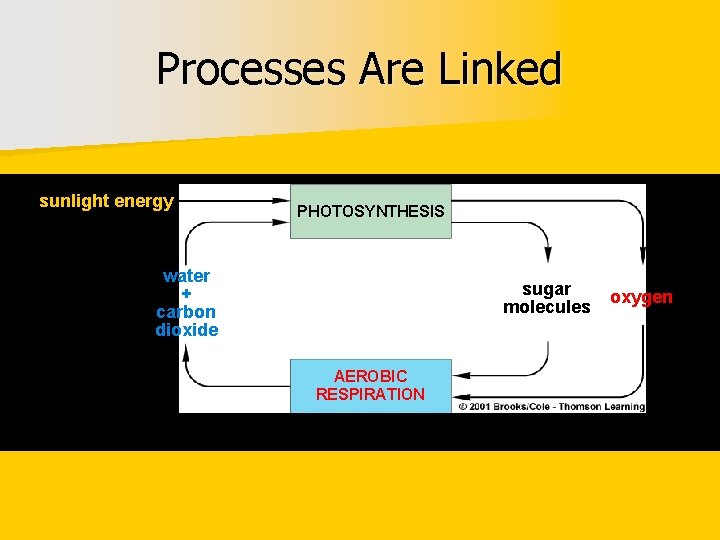 Processes Are Linked sunlight energy PHOTOSYNTHESIS water + carbon dioxide sugar molecules AEROBIC RESPIRATION