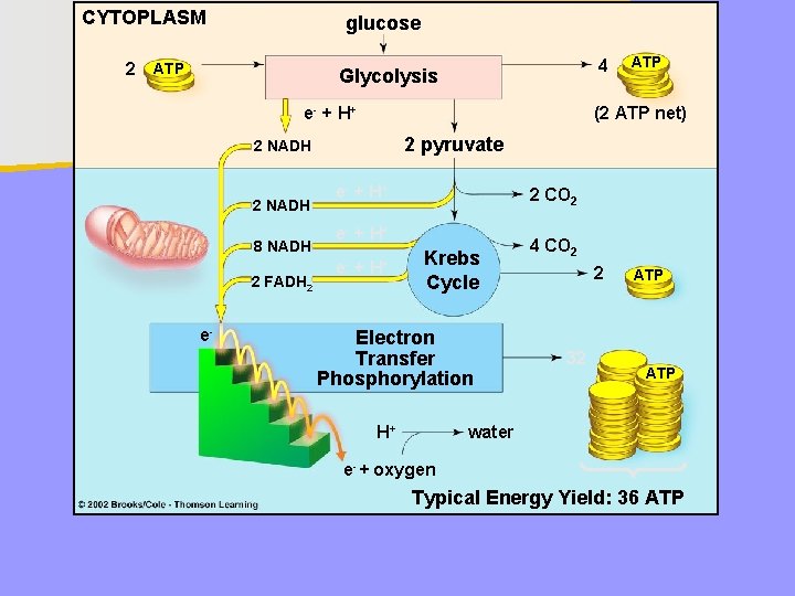 CYTOPLASM 2 glucose ATP 4 Glycolysis e- + H + (2 ATP net) 2