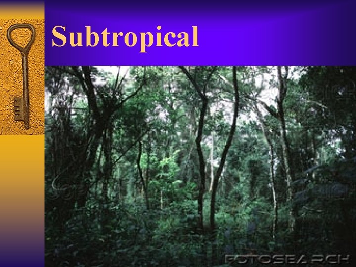 Subtropical 