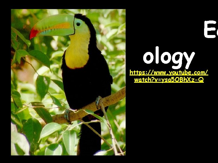 ology Ec https: //www. youtube. com/ watch? v=ysa 5 OBh. Xz-Q 