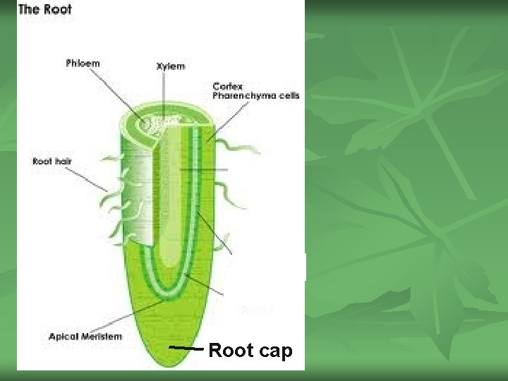 Plant Structure Chapter 6 PLANT TISSUE n Compared