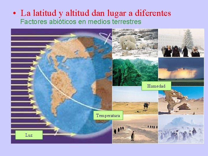  • La latitud y altitud dan lugar a diferentes Factores abióticos en medios
