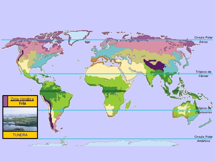 Circulo Polar Ártico Trópico de Cáncer Zona climática: Fría Trópico de Capricornio TUNDRA Circulo