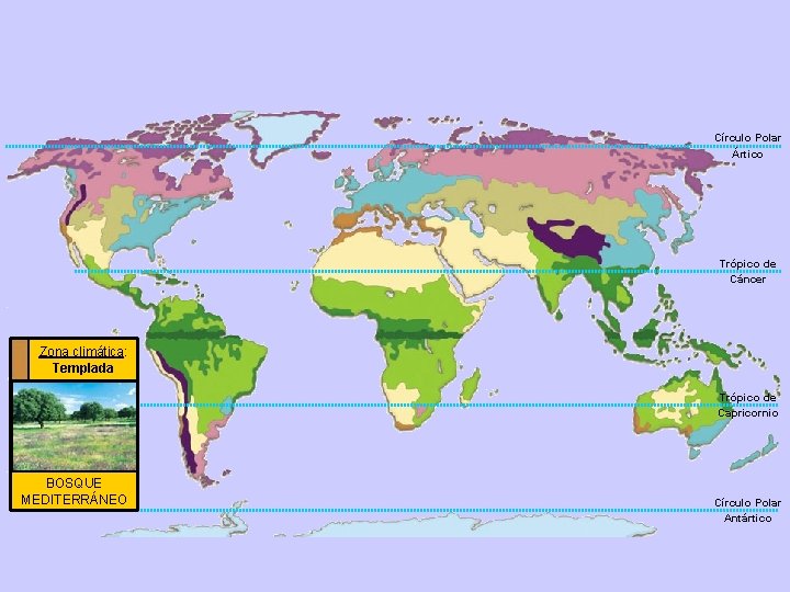 Círculo Polar Ártico Trópico de Cáncer Zona climática: Templada Trópico de Capricornio BOSQUE MEDITERRÁNEO