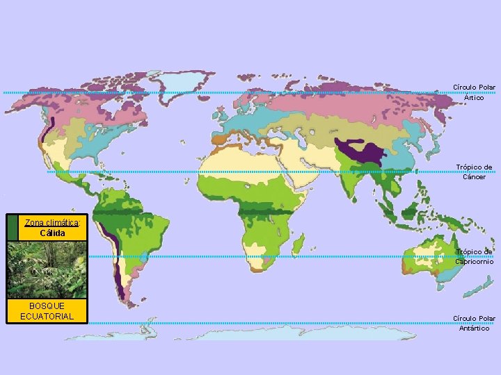 Círculo Polar Ártico Trópico de Cáncer Zona climática: Cálida Trópico de Capricornio BOSQUE ECUATORIAL