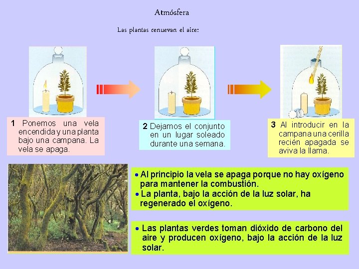 Atmósfera Las plantas renuevan el aire: 1 Ponemos una vela encendida y una planta