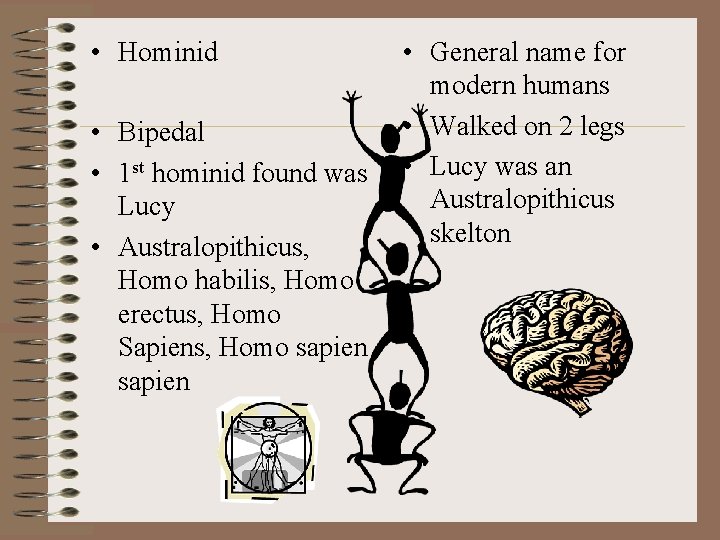  • Hominid • Bipedal • 1 st hominid found was Lucy • Australopithicus,