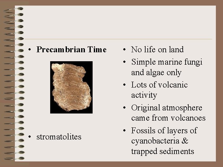  • Precambrian Time • stromatolites • No life on land • Simple marine