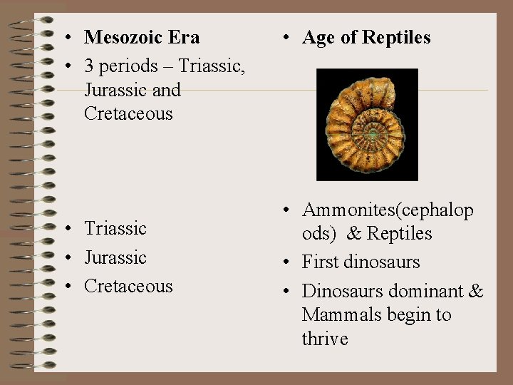  • Mesozoic Era • 3 periods – Triassic, Jurassic and Cretaceous • Triassic