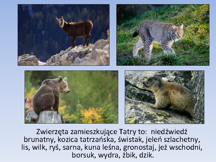 Zwierzęta zamieszkujące Tatry to: niedźwiedź brunatny, kozica tatrzańska, świstak, jeleń szlachetny, lis, wilk, ryś,