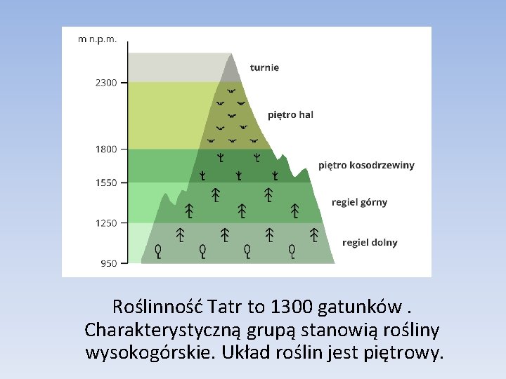 Roślinność Tatr to 1300 gatunków. Charakterystyczną grupą stanowią rośliny wysokogórskie. Układ roślin jest piętrowy.