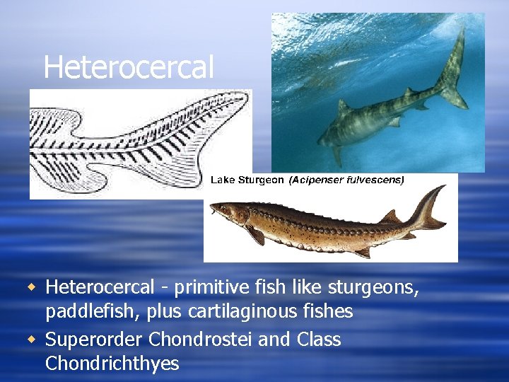 Heterocercal w Heterocercal - primitive fish like sturgeons, paddlefish, plus cartilaginous fishes w Superorder
