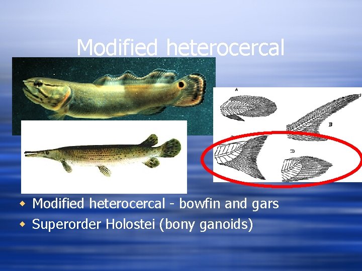 Modified heterocercal w Modified heterocercal - bowfin and gars w Superorder Holostei (bony ganoids)