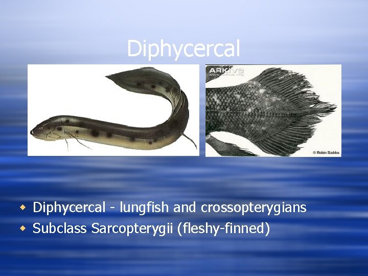 Diphycercal w Diphycercal - lungfish and crossopterygians w Subclass Sarcopterygii (fleshy-finned) 
