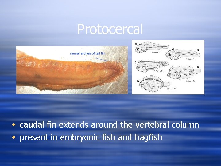 Protocercal w caudal fin extends around the vertebral column w present in embryonic fish