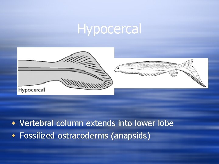 Hypocercal w Vertebral column extends into lower lobe w Fossilized ostracoderms (anapsids) 