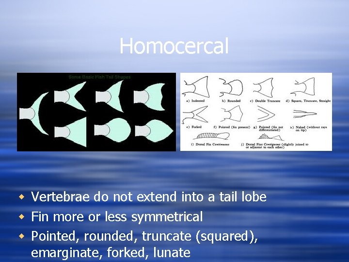 Homocercal w Vertebrae do not extend into a tail lobe w Fin more or