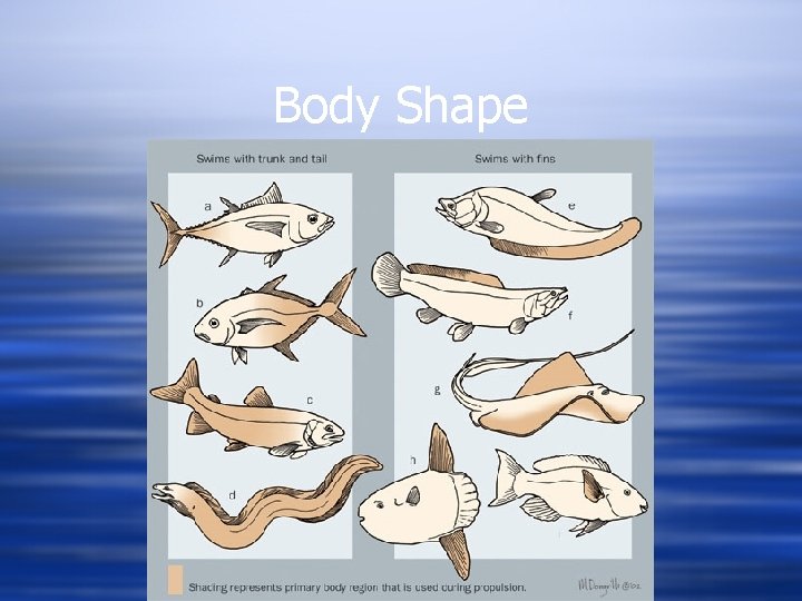 Body Shape 