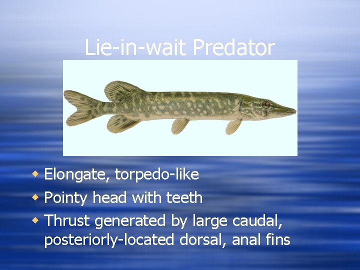 Lie-in-wait Predator w Elongate, torpedo-like w Pointy head with teeth w Thrust generated by
