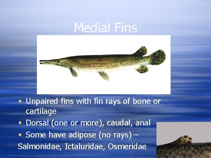 Medial Fins w Unpaired fins with fin rays of bone or cartilage w Dorsal