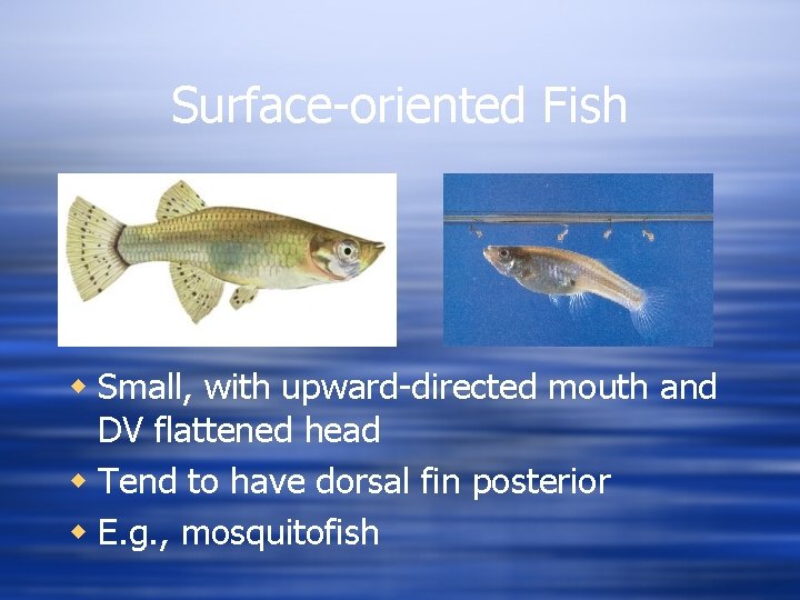 Surface-oriented Fish w Small, with upward-directed mouth and DV flattened head w Tend to