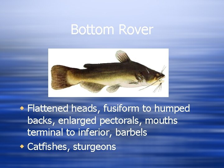Bottom Rover w Flattened heads, fusiform to humped backs, enlarged pectorals, mouths terminal to
