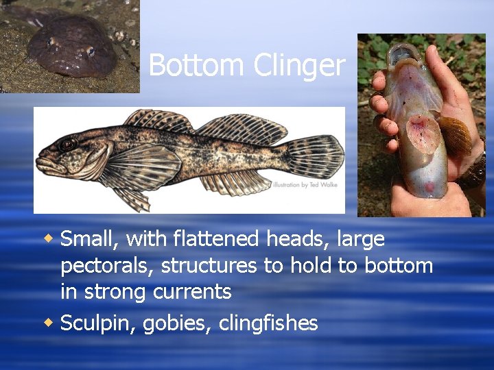 Bottom Clinger w Small, with flattened heads, large pectorals, structures to hold to bottom