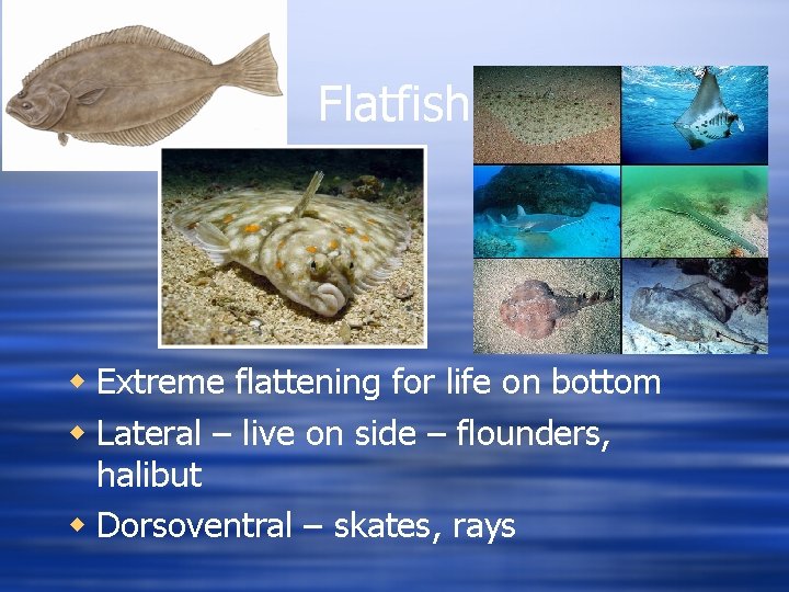Flatfish w Extreme flattening for life on bottom w Lateral – live on side