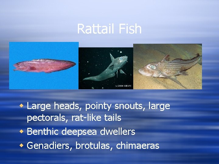 Rattail Fish w Large heads, pointy snouts, large pectorals, rat-like tails w Benthic deepsea