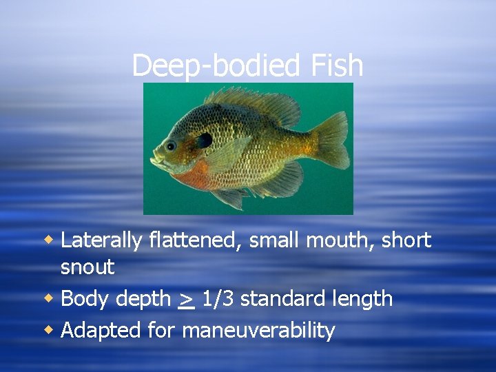 Deep-bodied Fish w Laterally flattened, small mouth, short snout w Body depth > 1/3